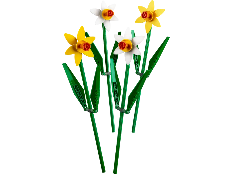 Daffodils