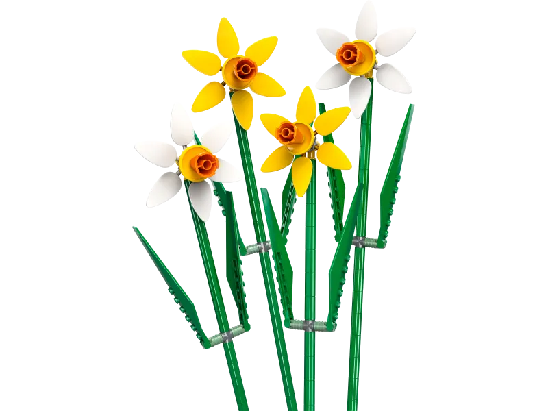 Daffodils