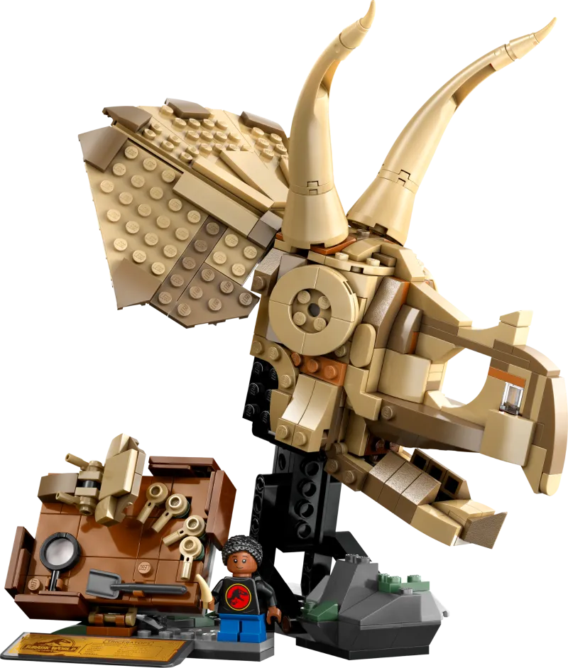 Dinosaur Fossils: Triceratops Skull