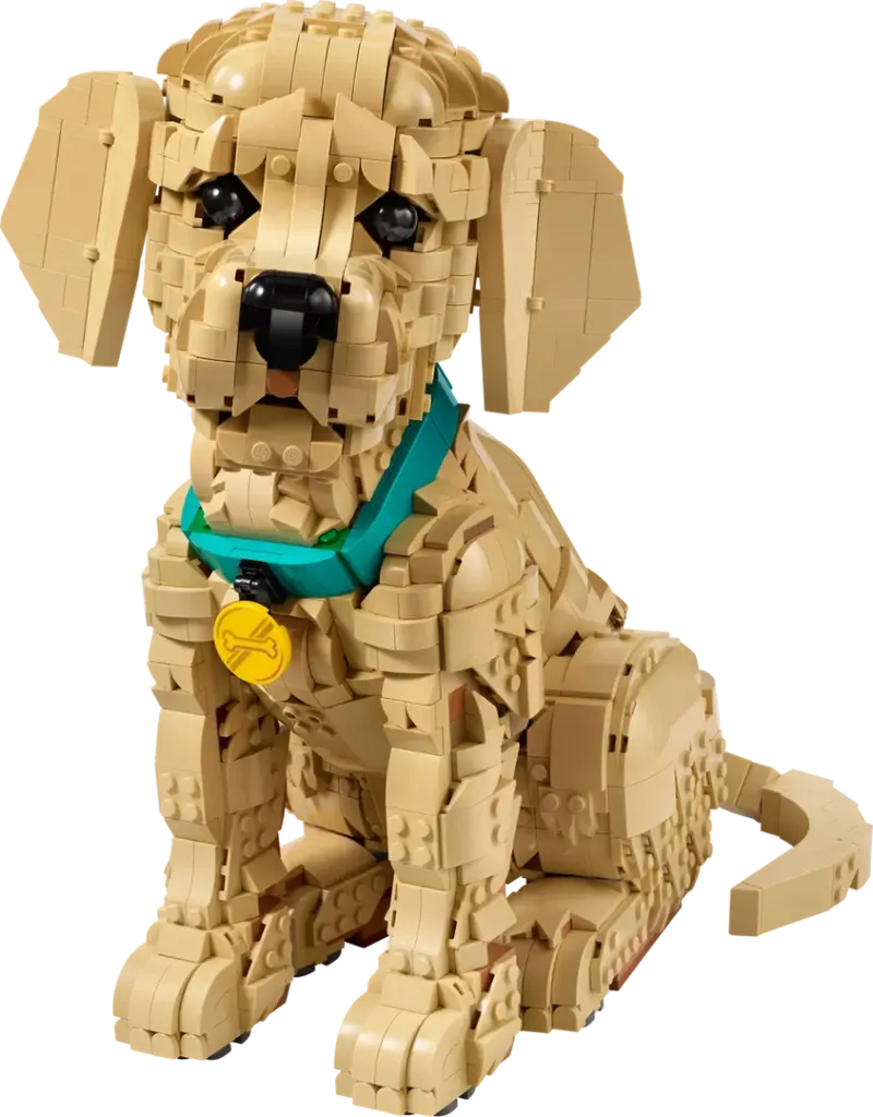 Golden Retriever Puppy