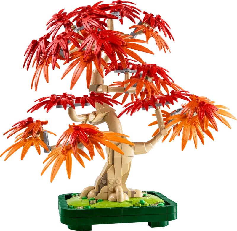Japanese Red Maple Bonsai Tree