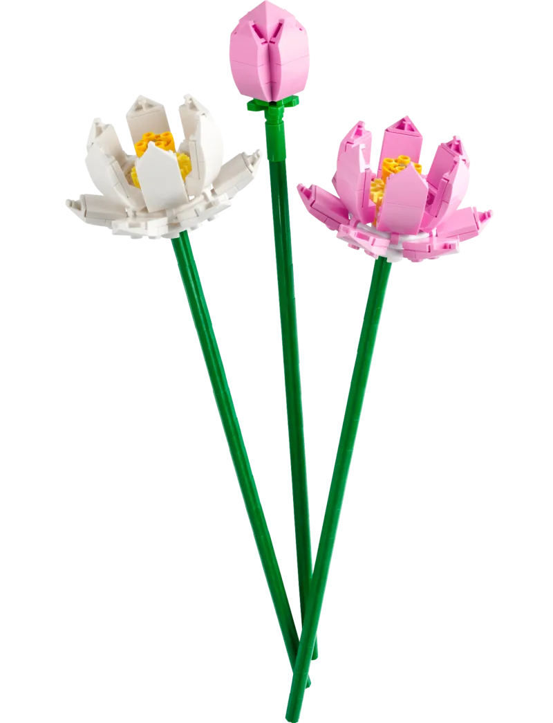 Lotus Flowers