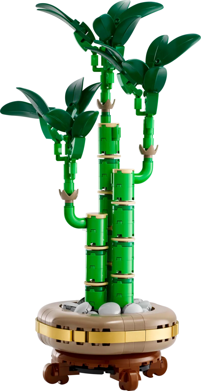 Lucky Bamboo