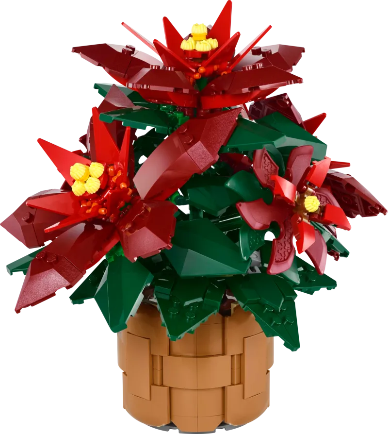 Poinsettia